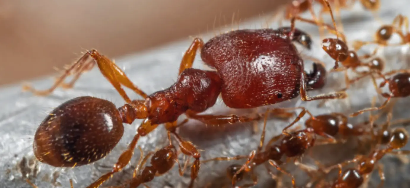 big headed ant control near me png