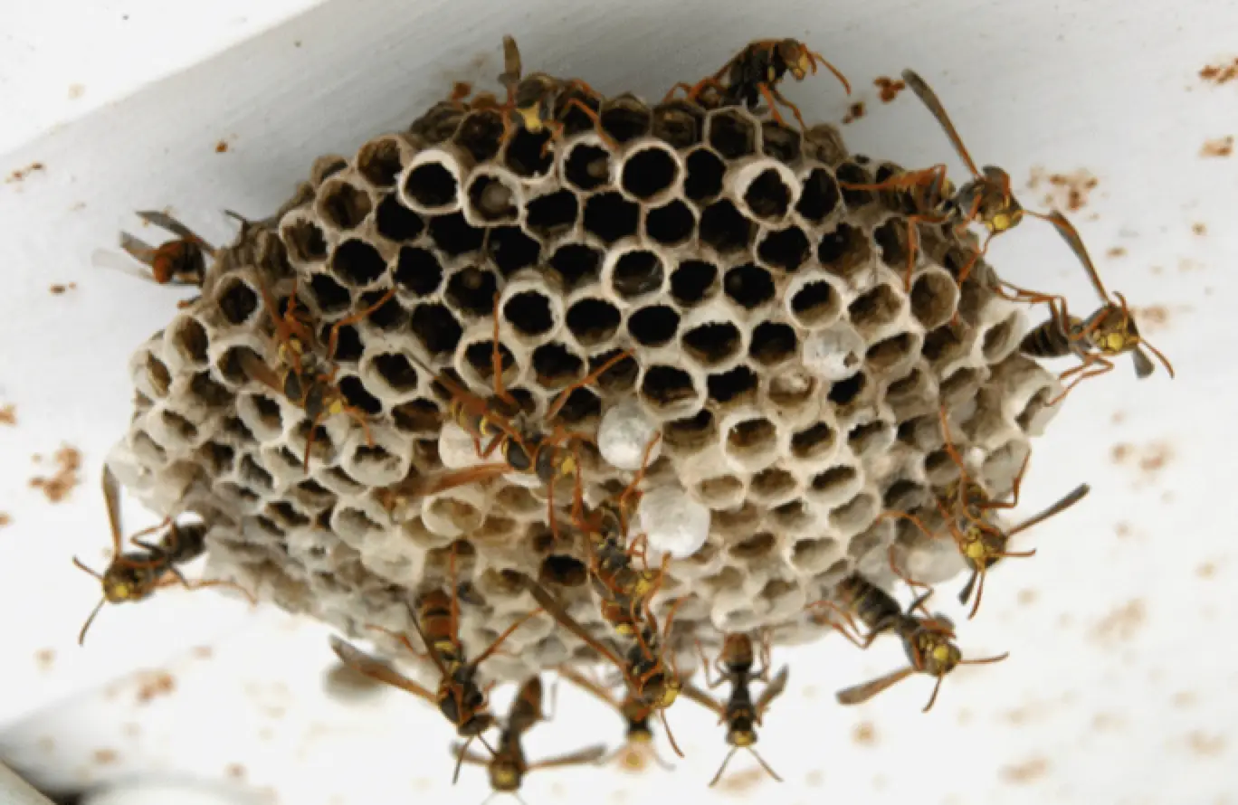 get rid of paper wasp nest