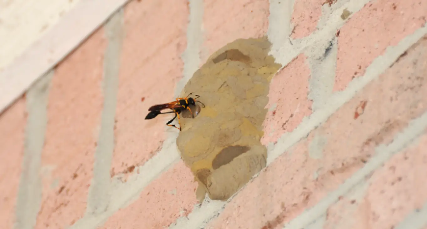 mud dauber nest