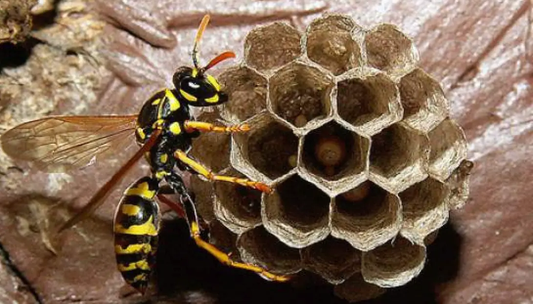 yellowjacket nest